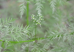 Trepocarpus aethusae