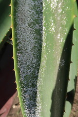 Duplachionaspis exalbida