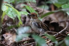 Alethe diademata