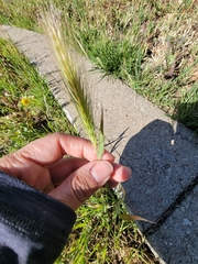 Hordeum murinum