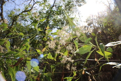 Angiospermae