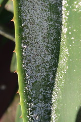 Duplachionaspis exalbida