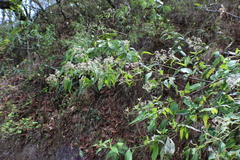 Angiospermae