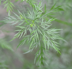 Trepocarpus aethusae