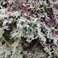 Stereocaulon dactylophyllum