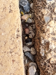 Bidecoloratilla iberica