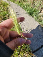 Hordeum murinum