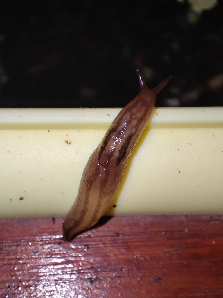 Striped Greenhouse Slug from 1000-236 Lisbon, Portugal on May 03, 2022 ...