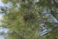 Casuarina cristata
