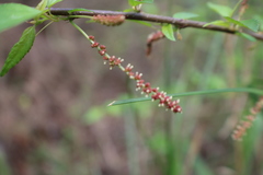 Angiospermae