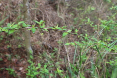Angiospermae