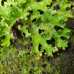 Tremella lobariacearum
