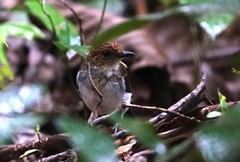Alethe diademata
