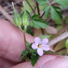 Geranium purpureum