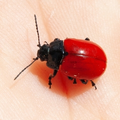 Chrysolina lucida