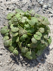 Eriogonum nortonii