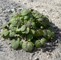 Eriogonum nortonii