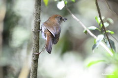 Catharus occidentalis