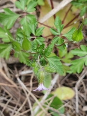 Geranium purpureum