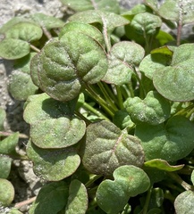Eriogonum nortonii