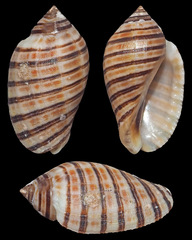 Vexilla