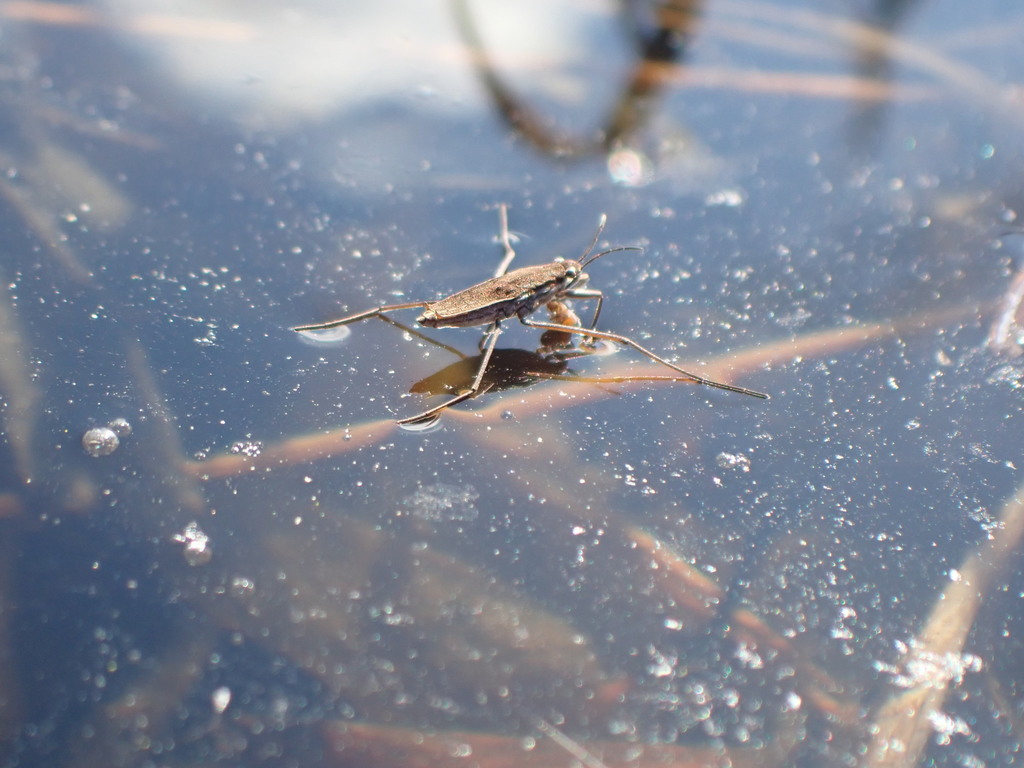 Gerris pingreensis