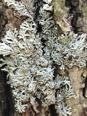 Heterodermia hypoleuca