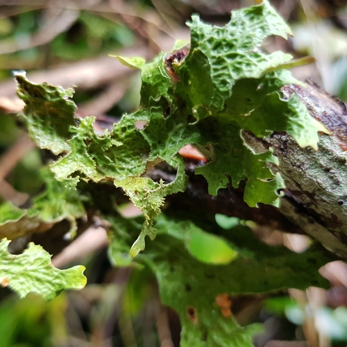 Lobaria macaronesica