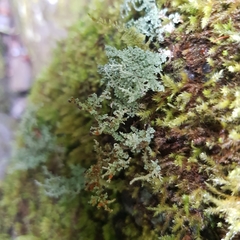 Stereocaulon dactylophyllum