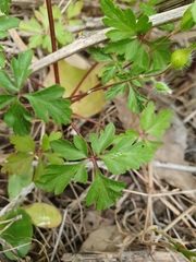 Geranium purpureum