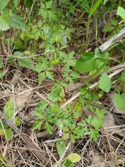 Geranium purpureum