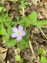 Geranium maculatum
