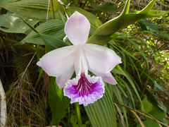 Sobralia rosea