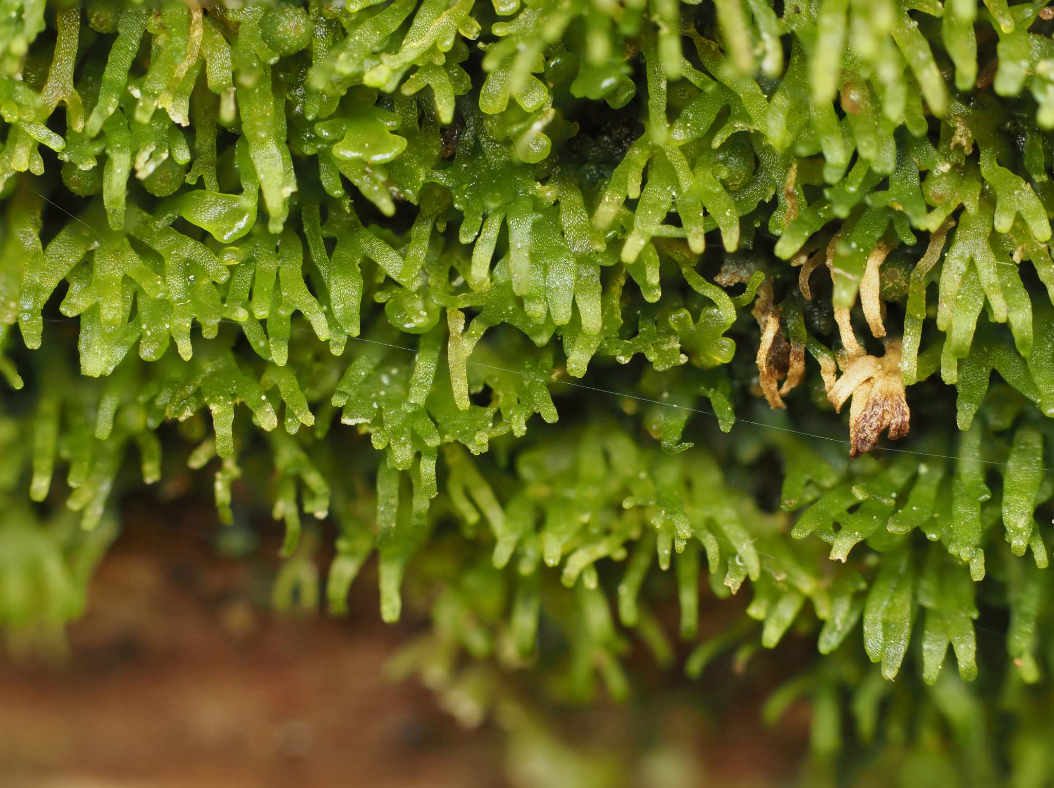 Riccardia palmata