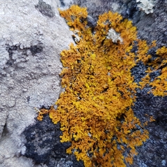Xanthoria aureola