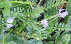 Biserrula pelecinus