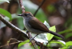 Alethe diademata