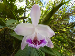 Sobralia rosea
