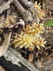 Conopholis americana