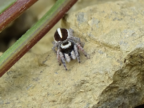 Pellenes moreanus