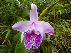 Sobralia rosea