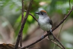 Alethe diademata