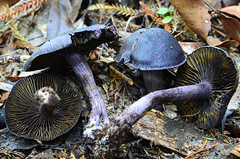 Cortinarius