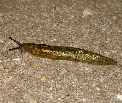 Green Cellar Slug