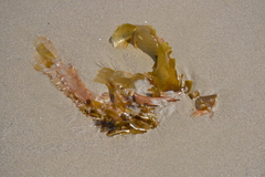 Undaria pinnatifida