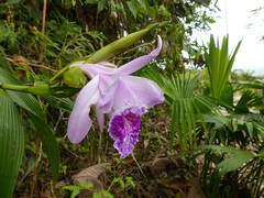 Sobralia rosea