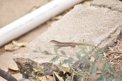 Aspidoscelis costatus