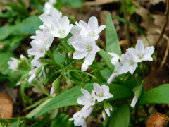 Claytonia virginica