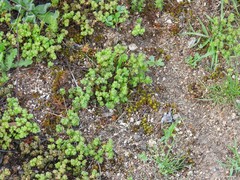 Sedum cespitosum