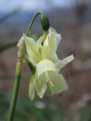 Narcissus triandrus triandrus